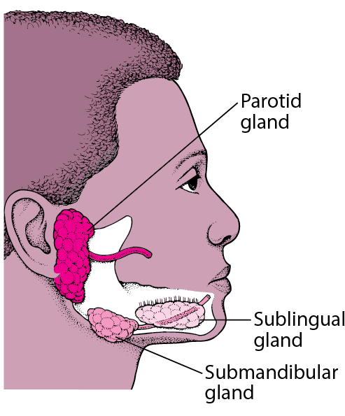 Salivary Gland Disease - Dr. Mukul Padhye's Centre for Oral ...